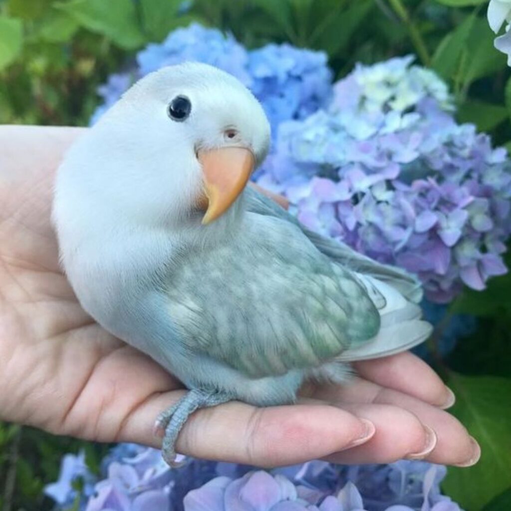 cute love bird love to be petted