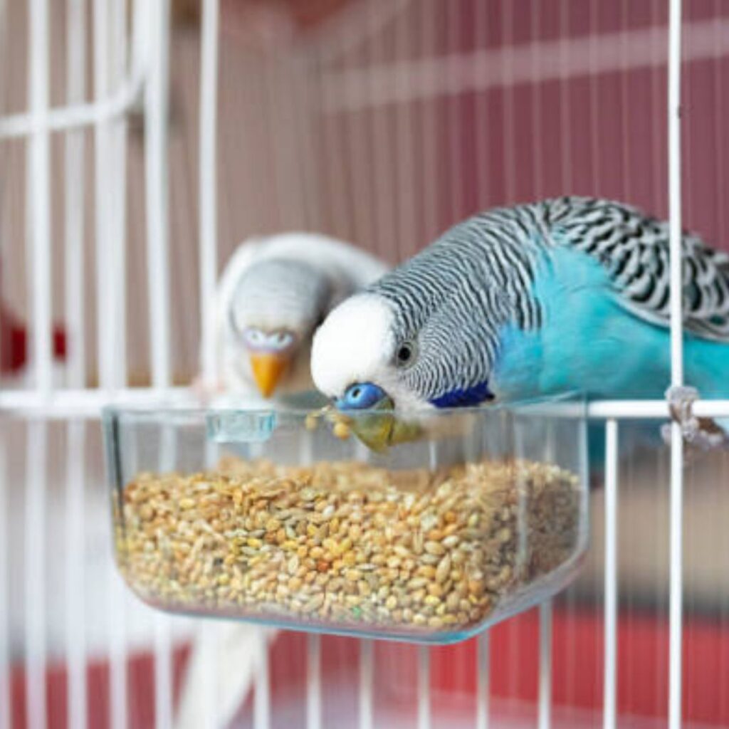 how to clean a bird cage step by step