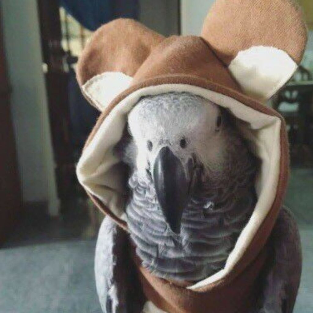 african grey parrot in brown hoodie