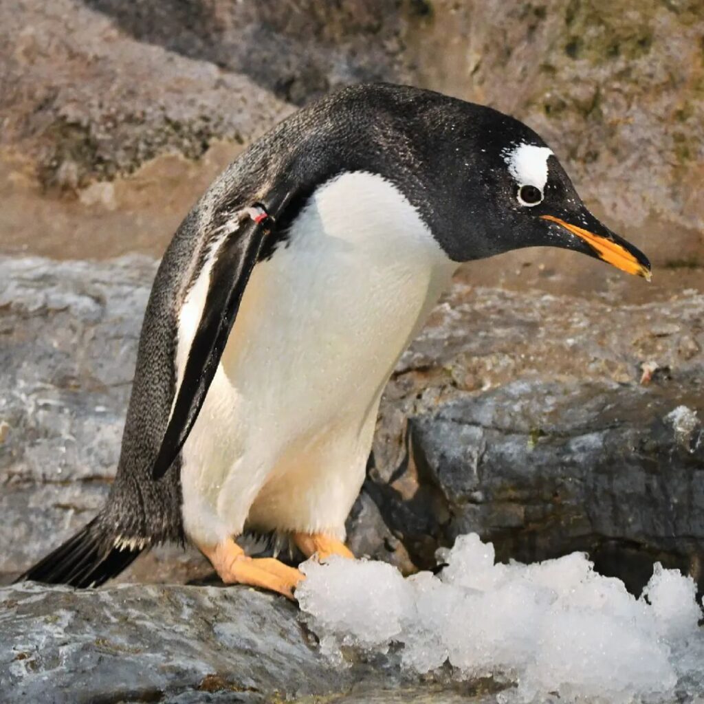 What Do Gentoo Penguins Like to Eat?