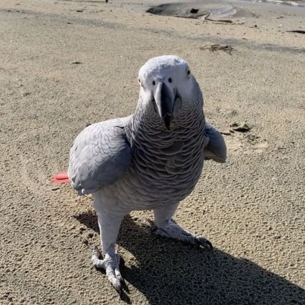 african grey enjoying on a beach