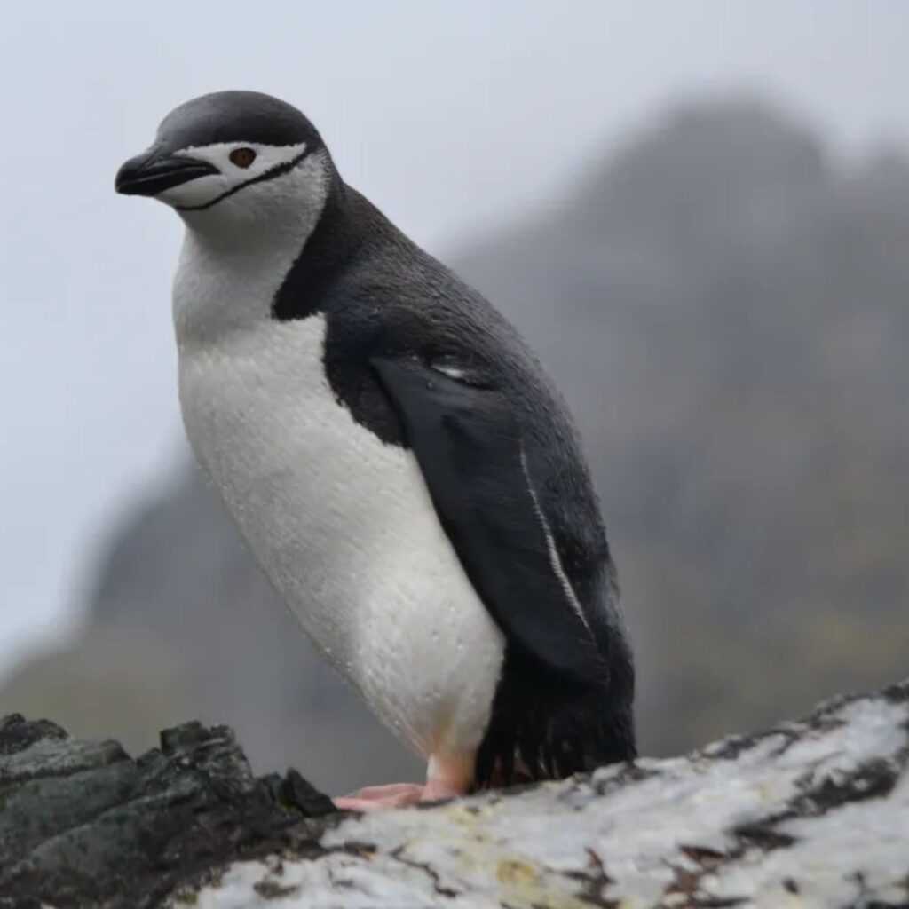 Chinstrap Penguin posing for camera
