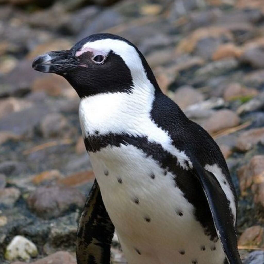 sad looking penguin gathering pebbles