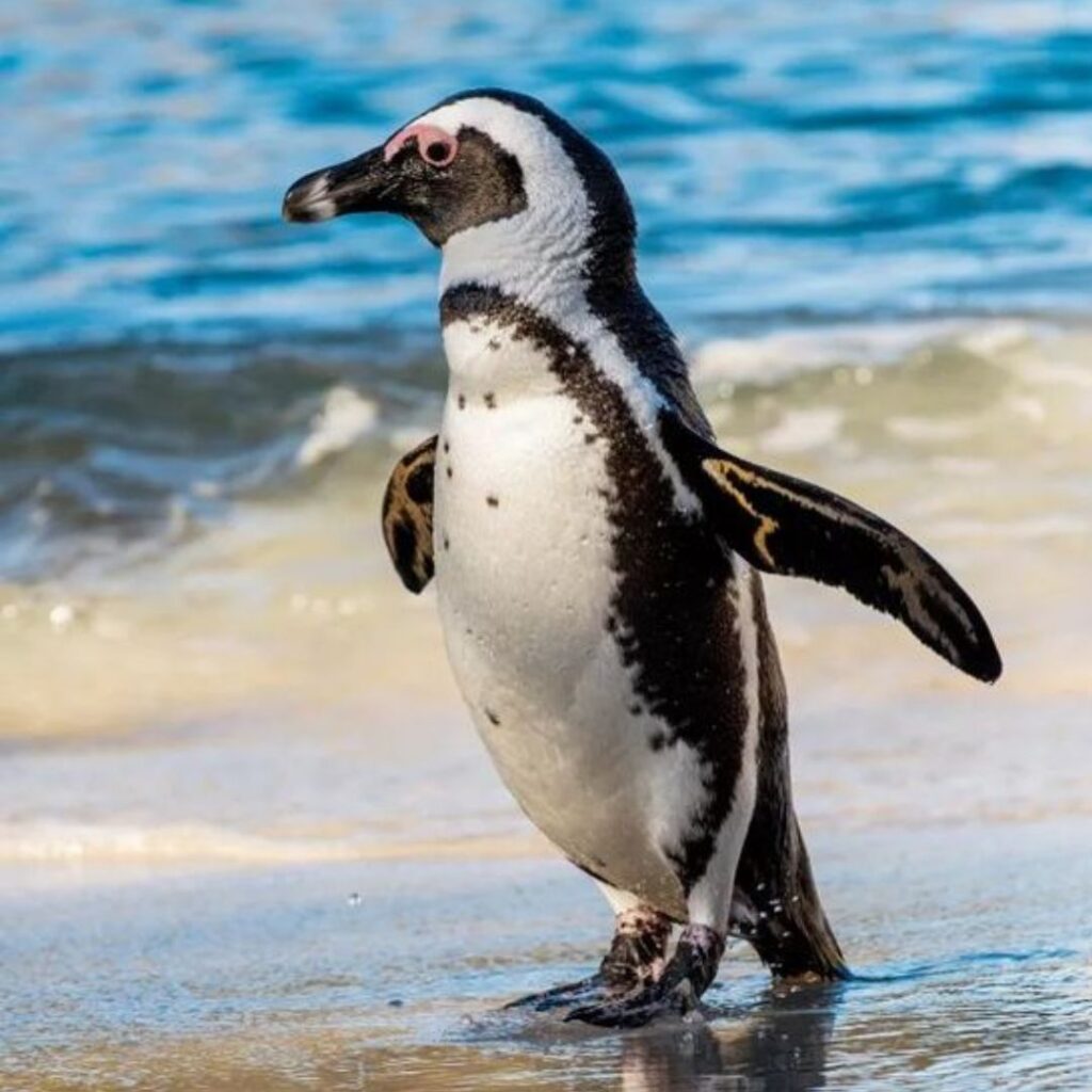 Galapagos Penguin walking past the sea