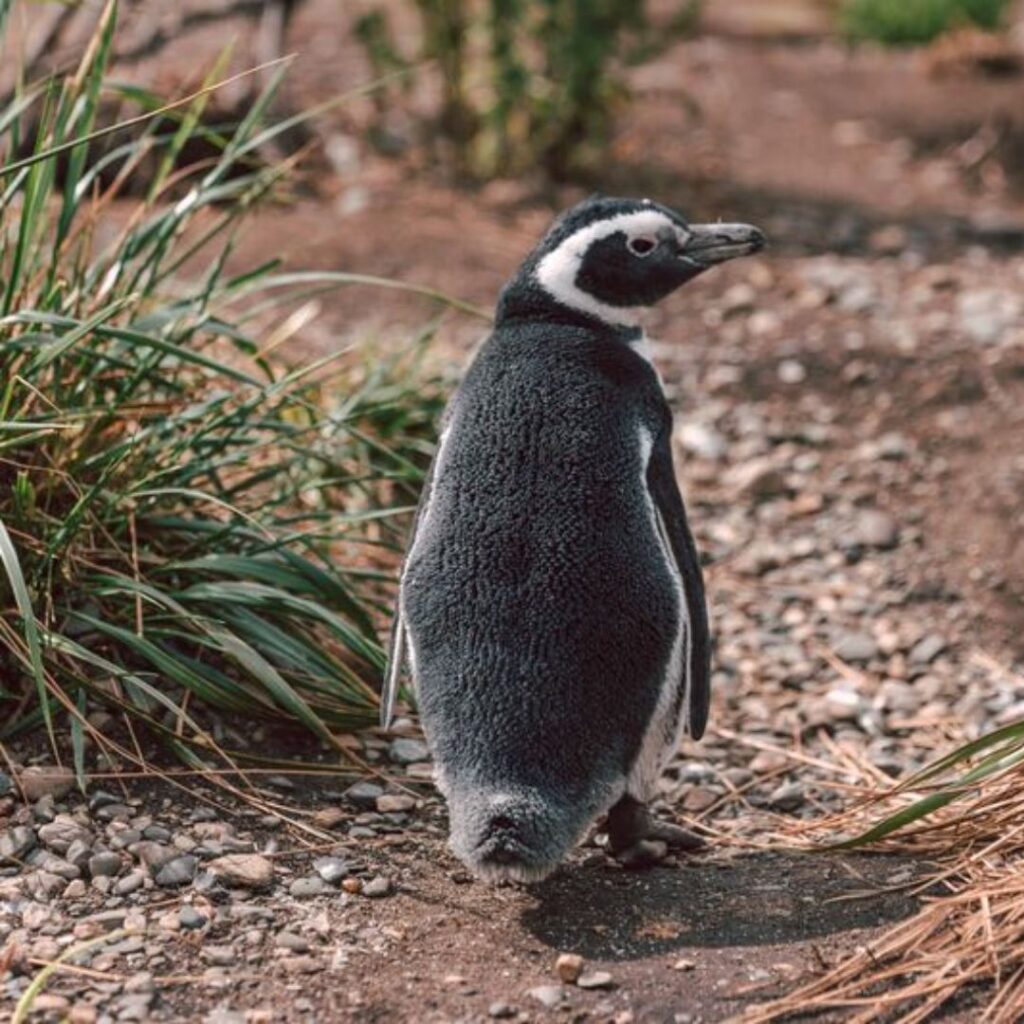 Where Do Magellanic Penguins Live