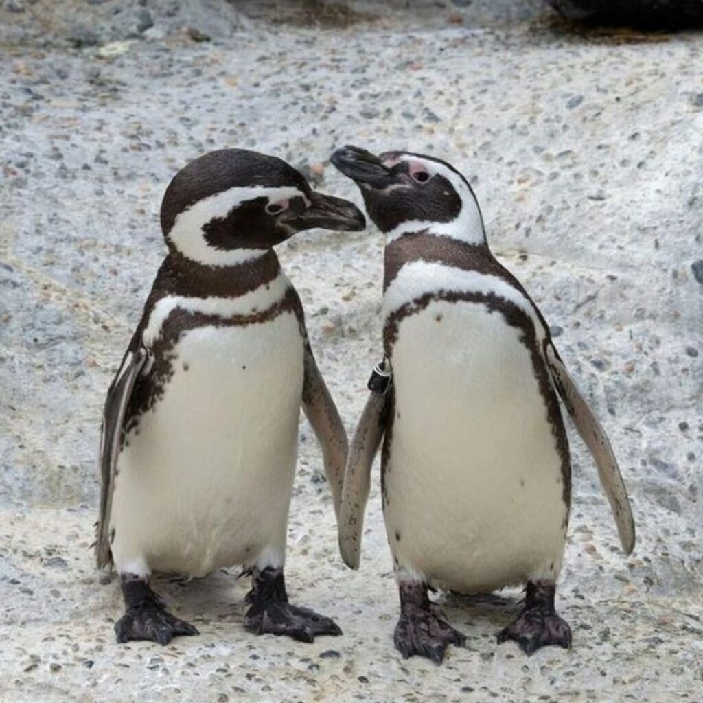 Humboldt Penguin vs Magellanic Penguin