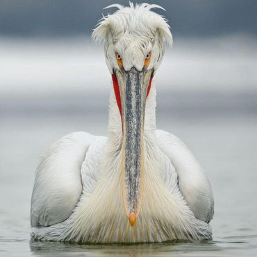 Unique Water Birds Of Oklahoma