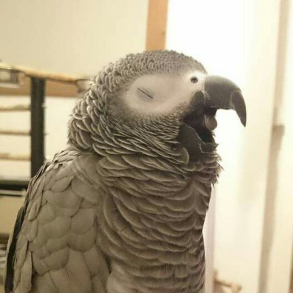 lazy african grey laughing 