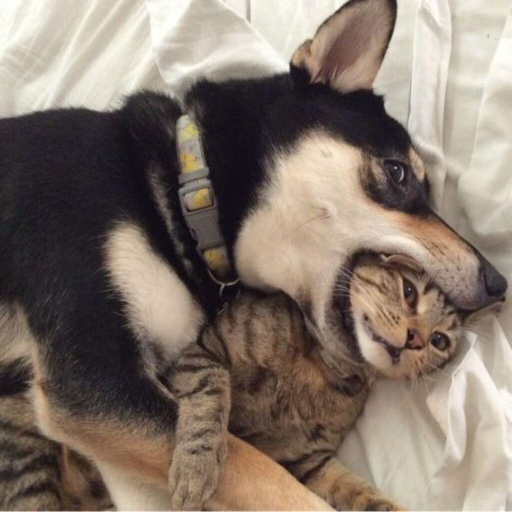 dog pretending to eat his cat buddy