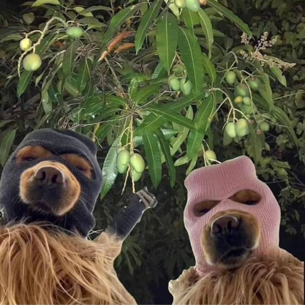 two funny dogs wearing thief masks