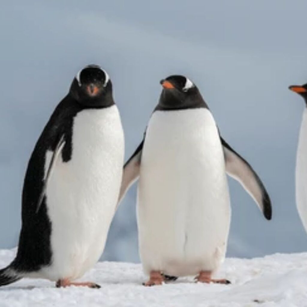 two Gentoo Penguins walking