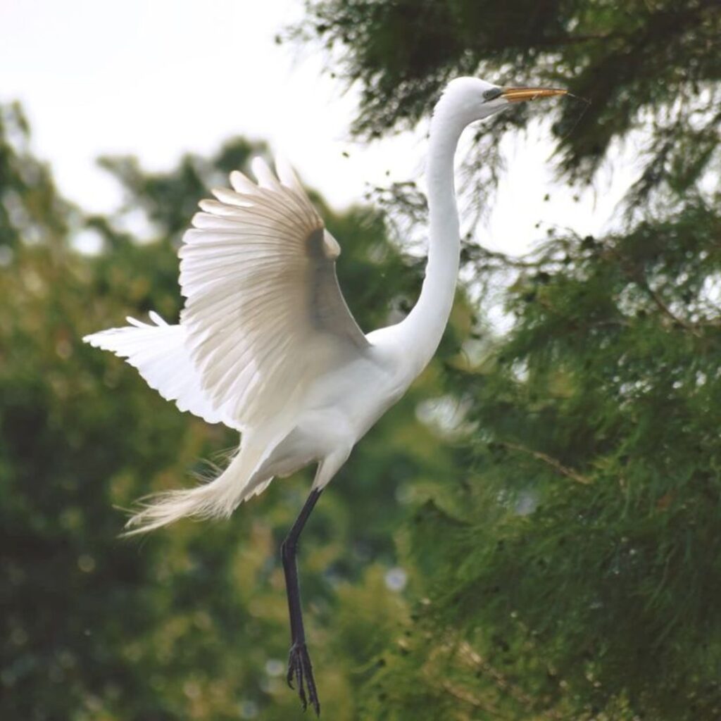 biggest Great Egret ever