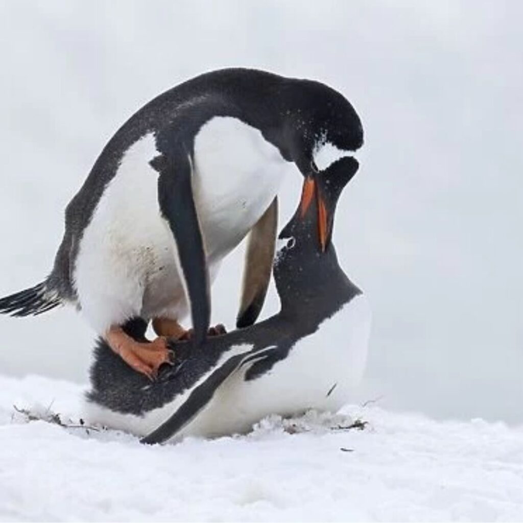 two gentto penguins mating