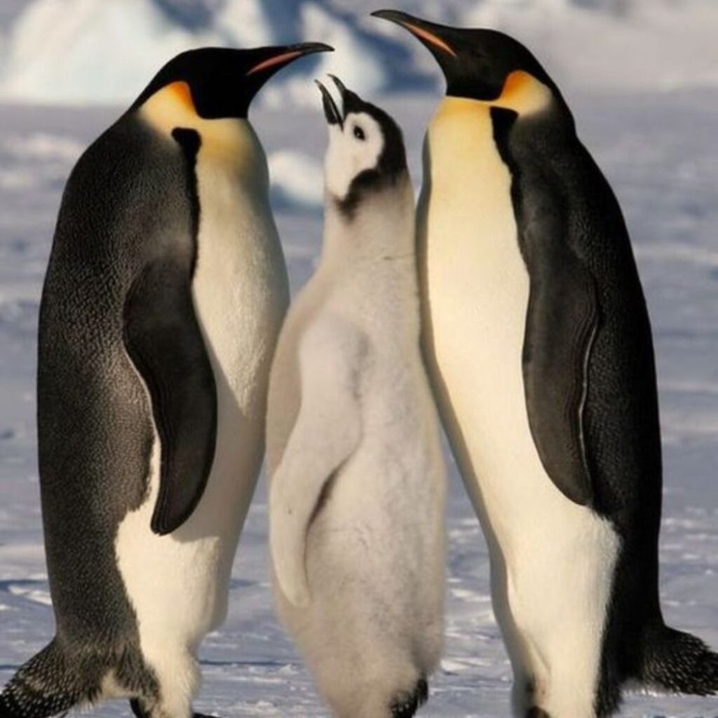 three penguins enjoying sunlight in winters
