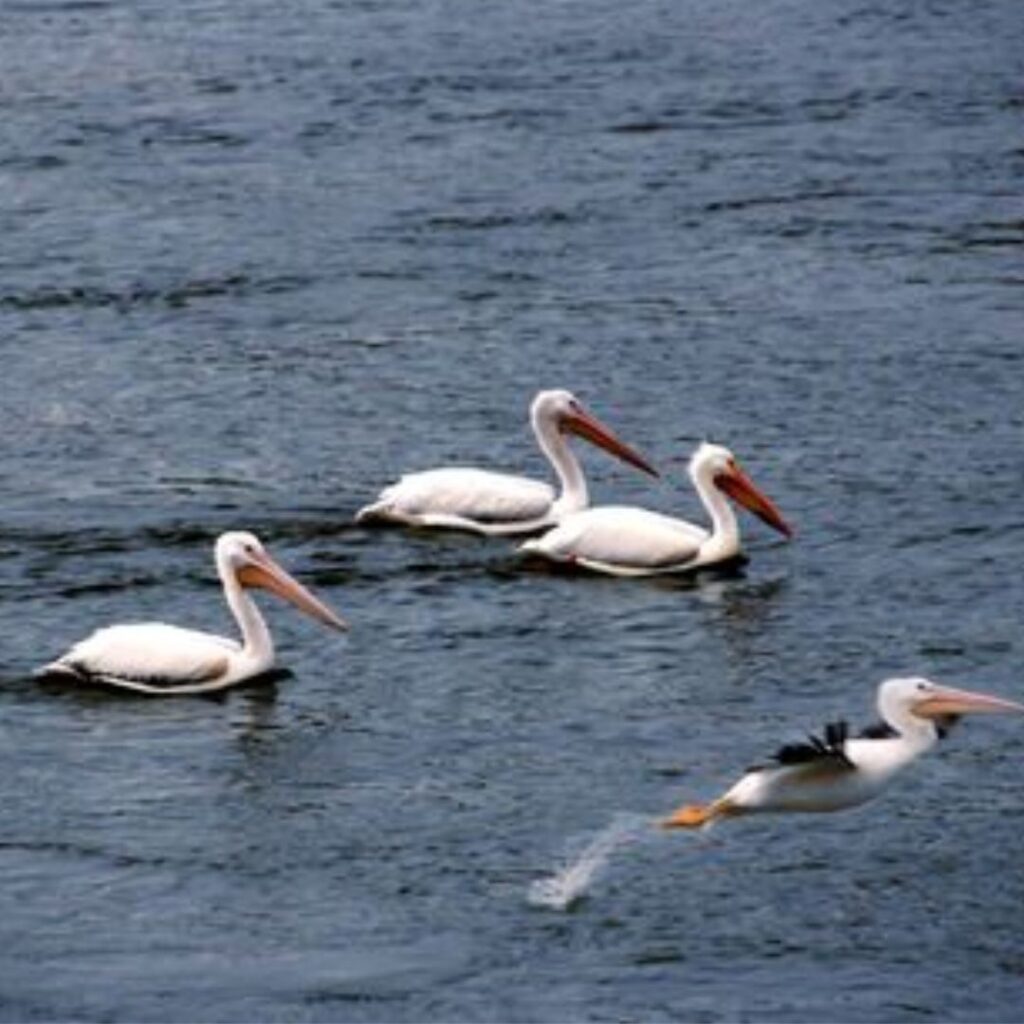 four snowy goose swimming