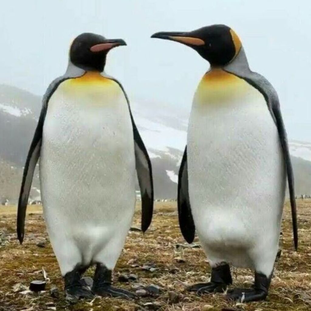 What Is a Group of Penguins Called