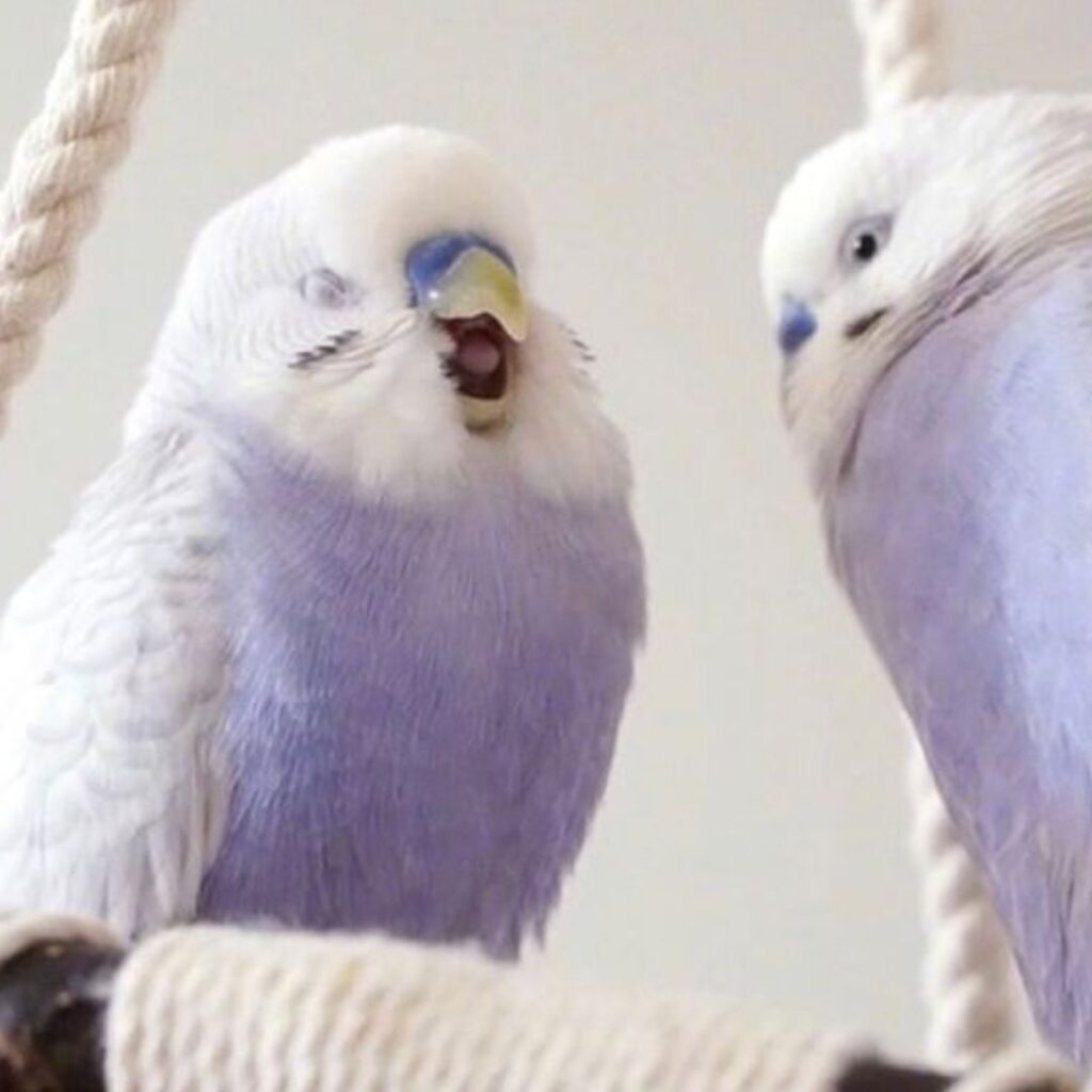 funny budgie is laughing