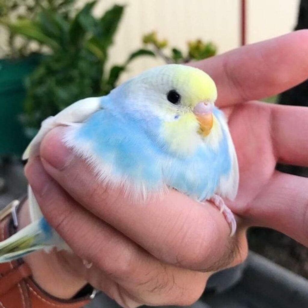 cute baby of a budgie