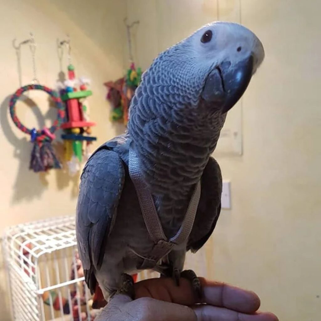 african grey is looking at camera