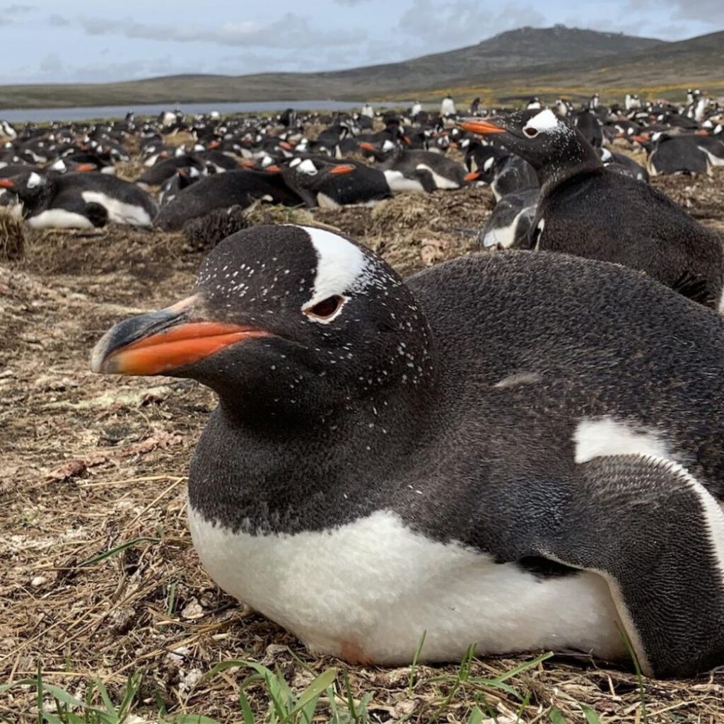 scary looking gentoo penguin resting on ground