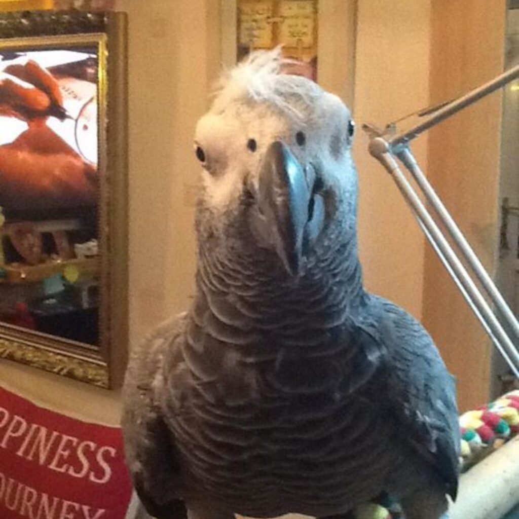 african grey with cool hairs