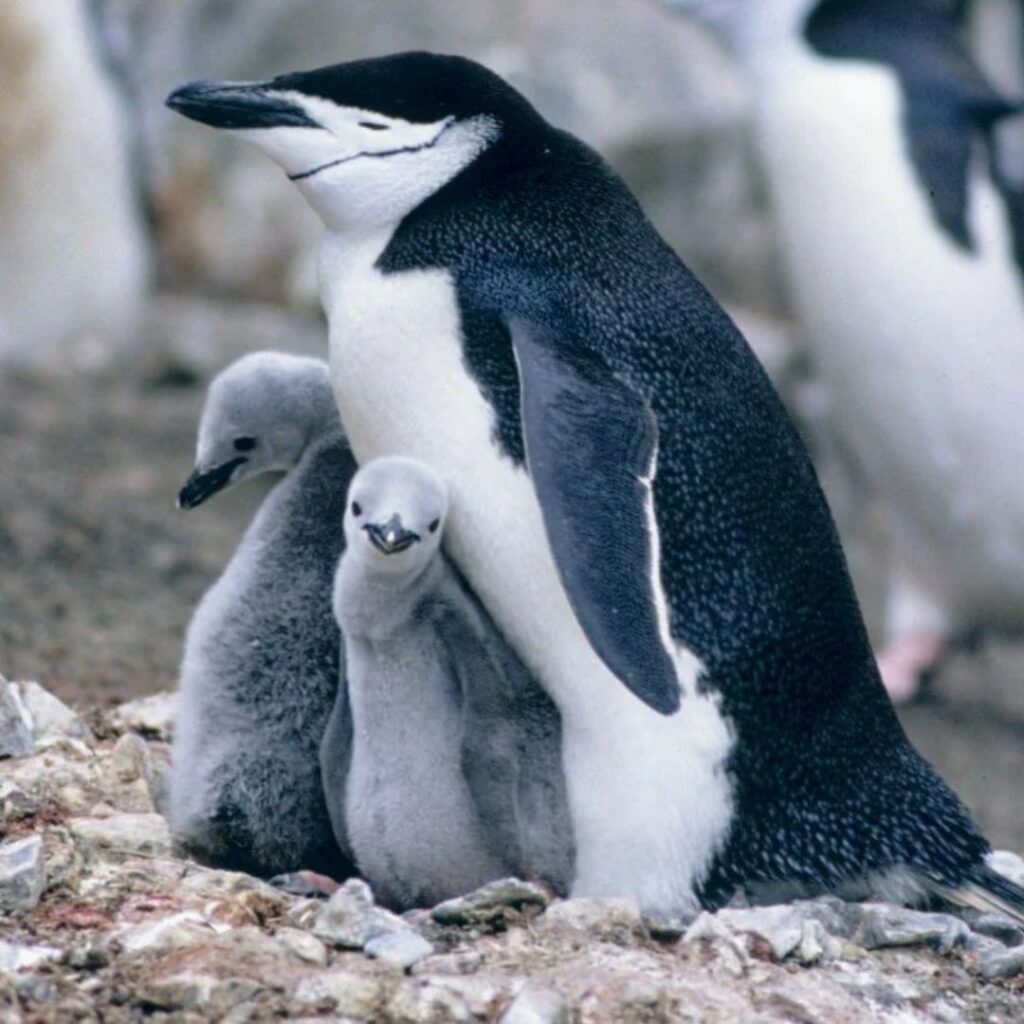 mama Chinstrap Penguin with babies