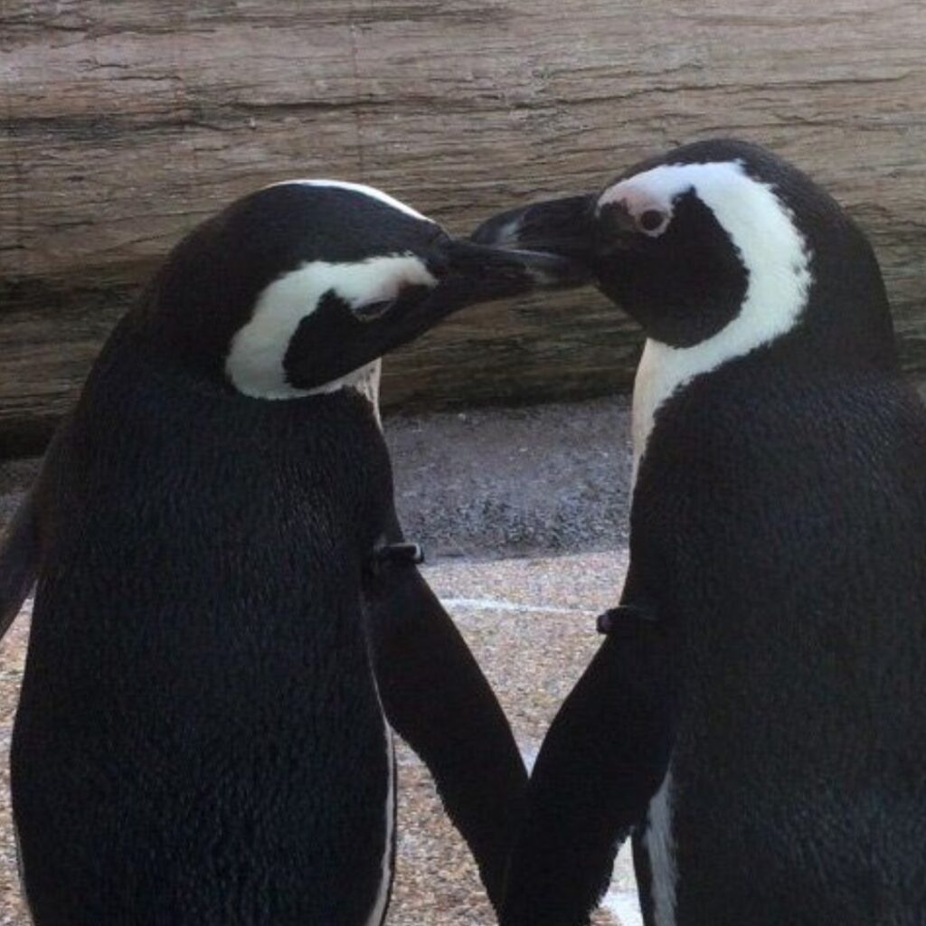 two african penguins looking at sunset