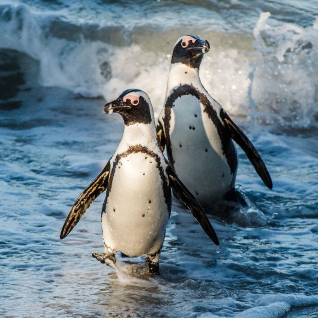 two Humboldt Penguins coming out of sea