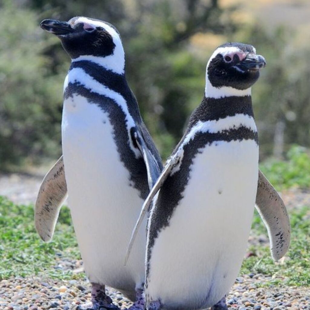 two Magellanic Penguins looking for something 