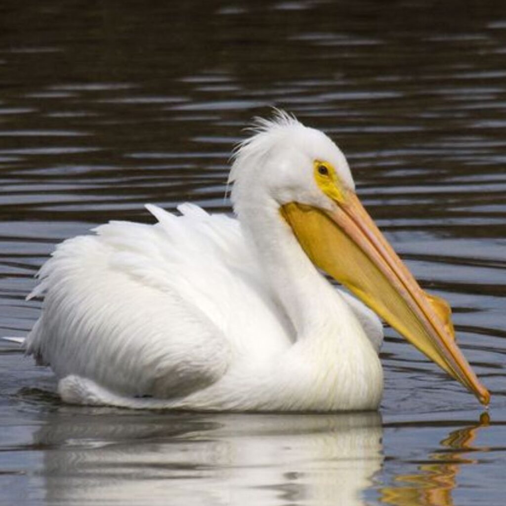 Giant American White Pelican 