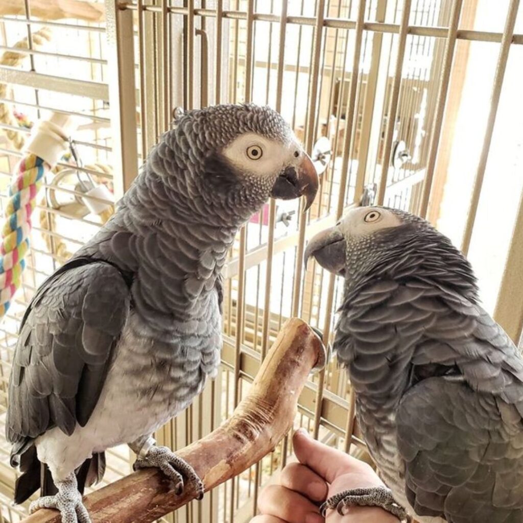 lovely couple of african grey 