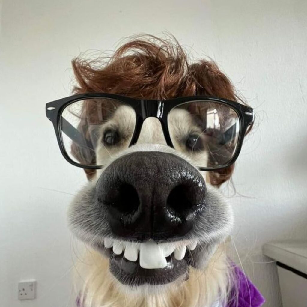 silly dog looking absurd wearing big glasses