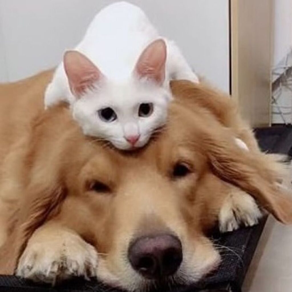 White cat lying on top of a golden retriever's head.