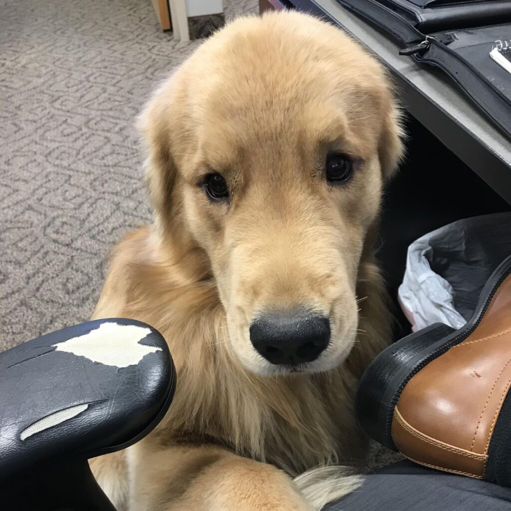 office dog visiting employee and shaking hands