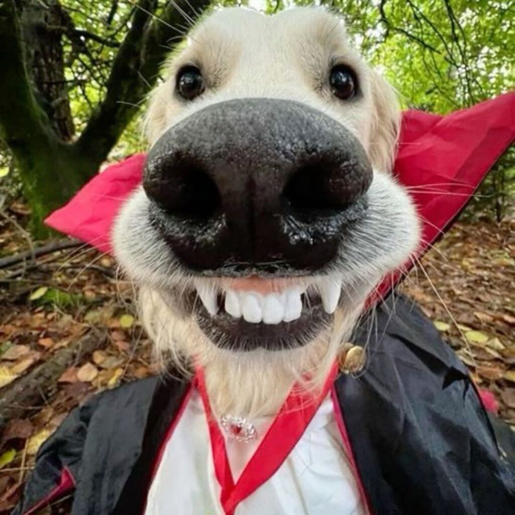 funny dog with big teeths wearing dracula costume