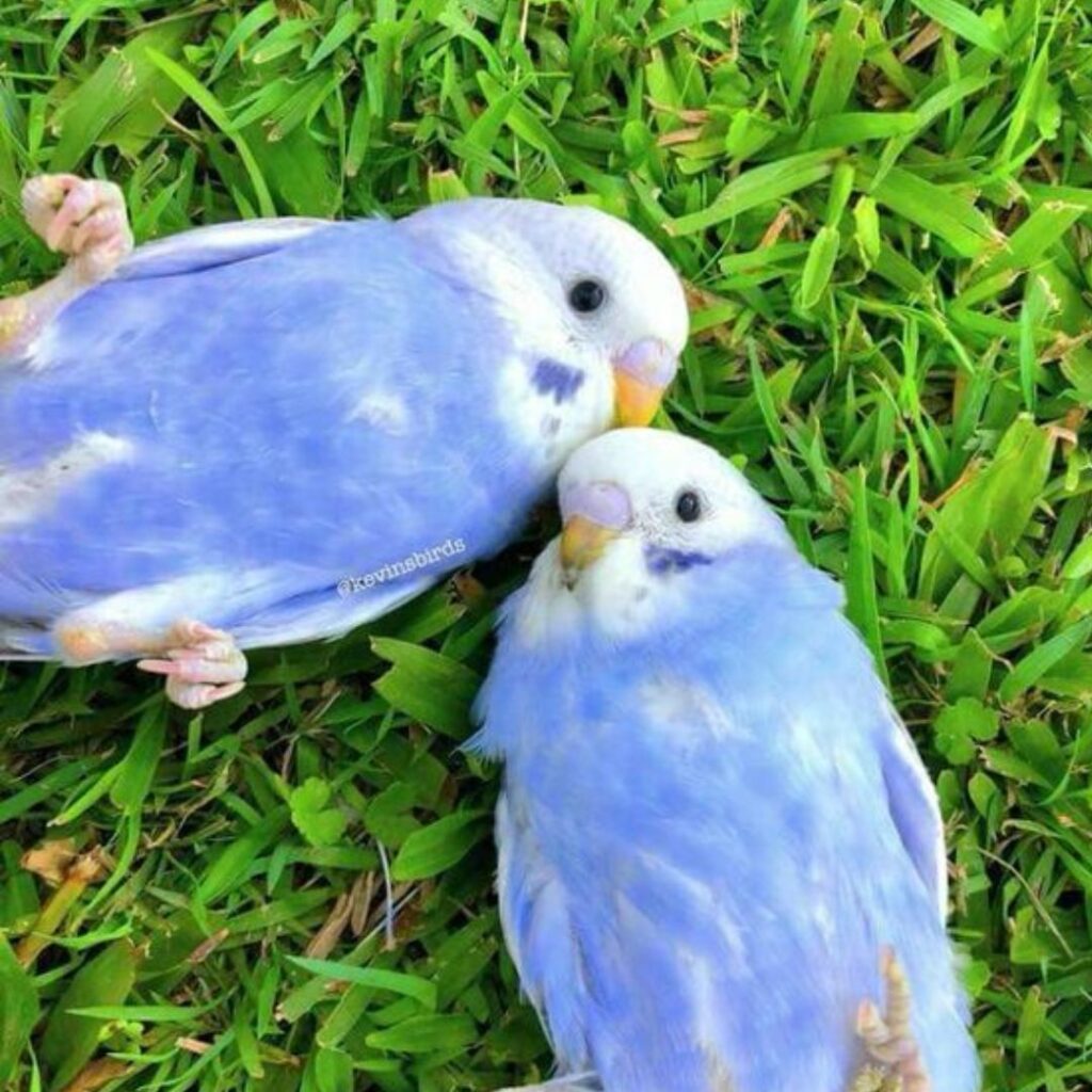 a pair of sky blue budgies