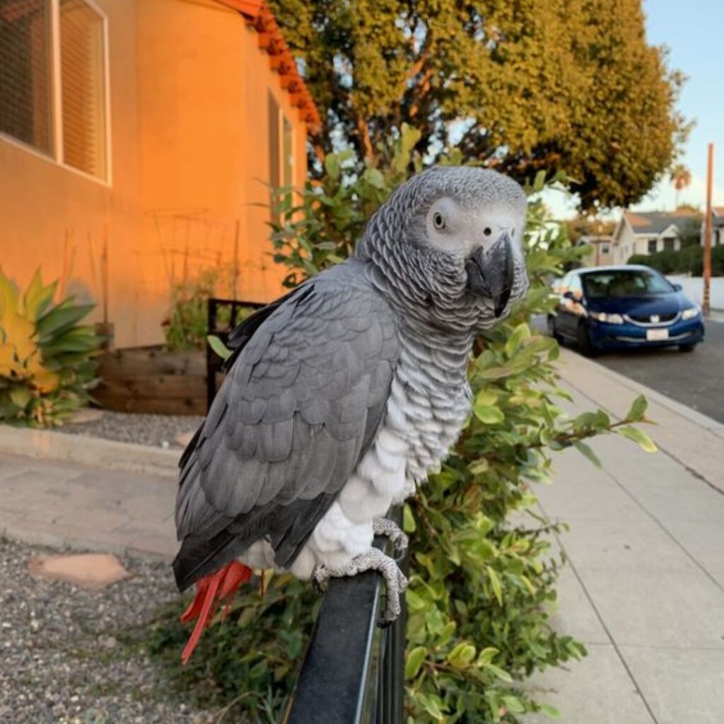 african grey being sleepy outside