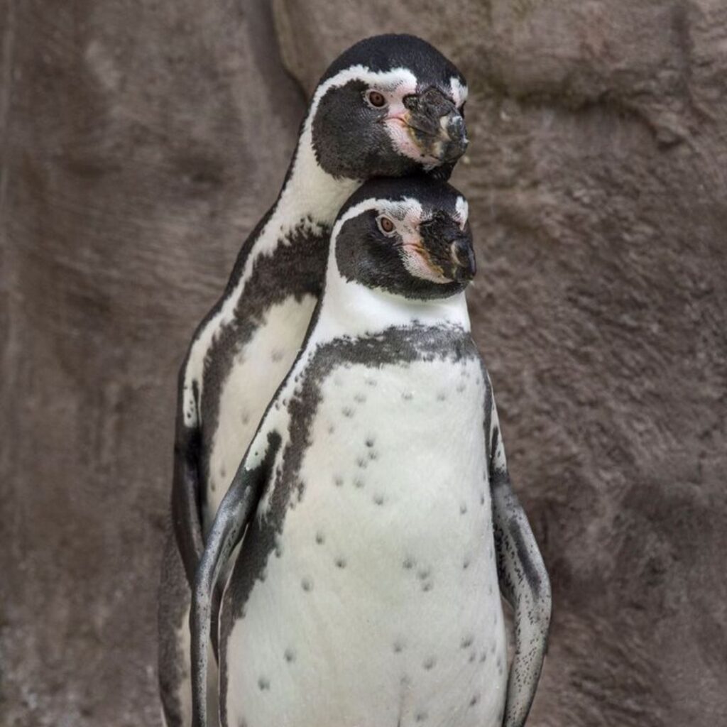 two african penguins posing wierdly