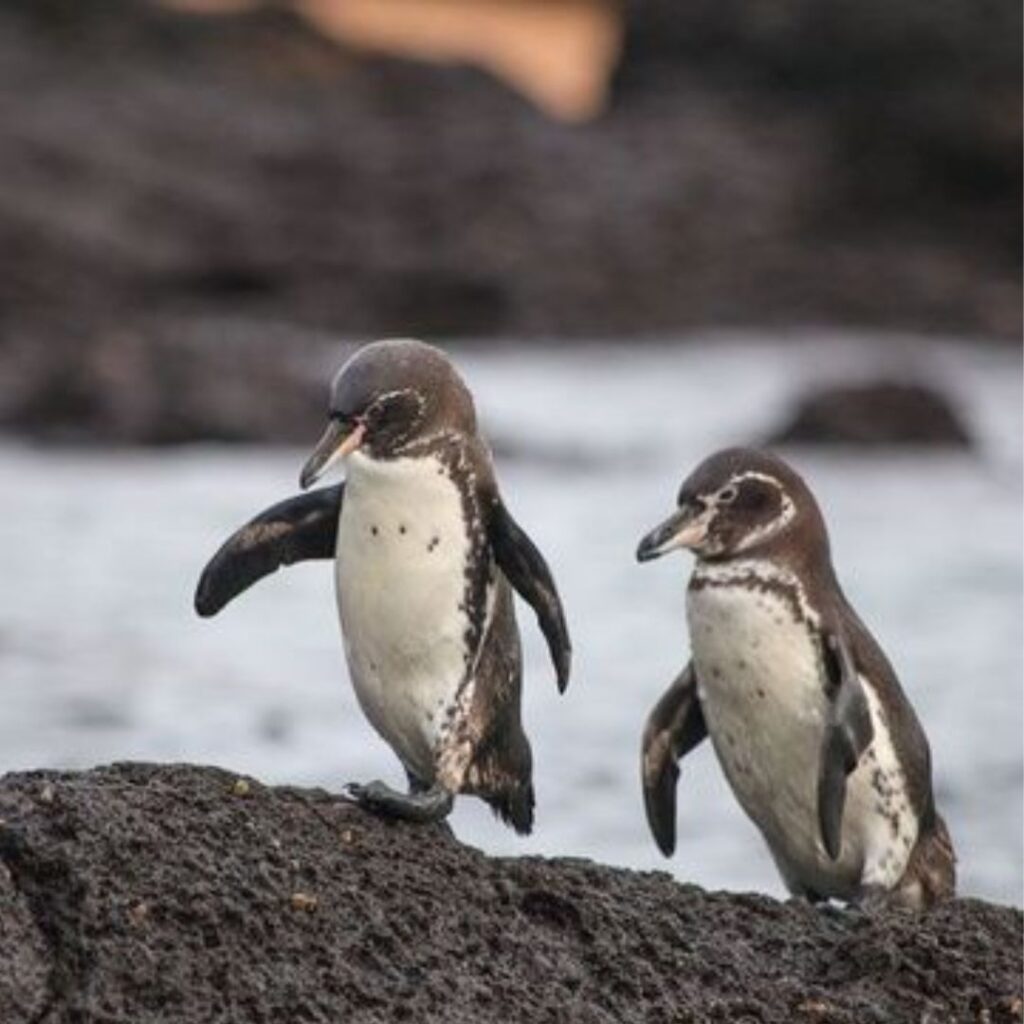 two Galapagos Penguins cominh out of sea