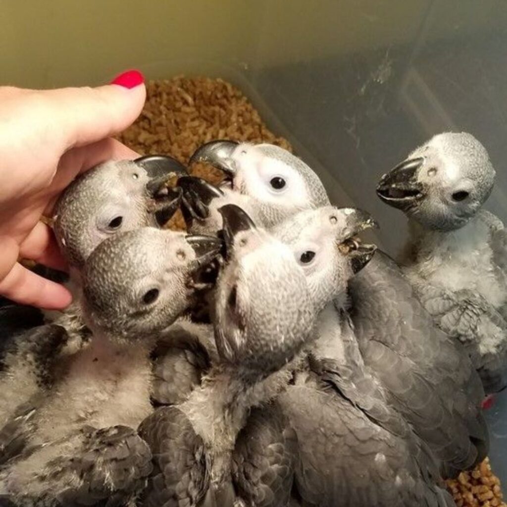 babies of african grey parot