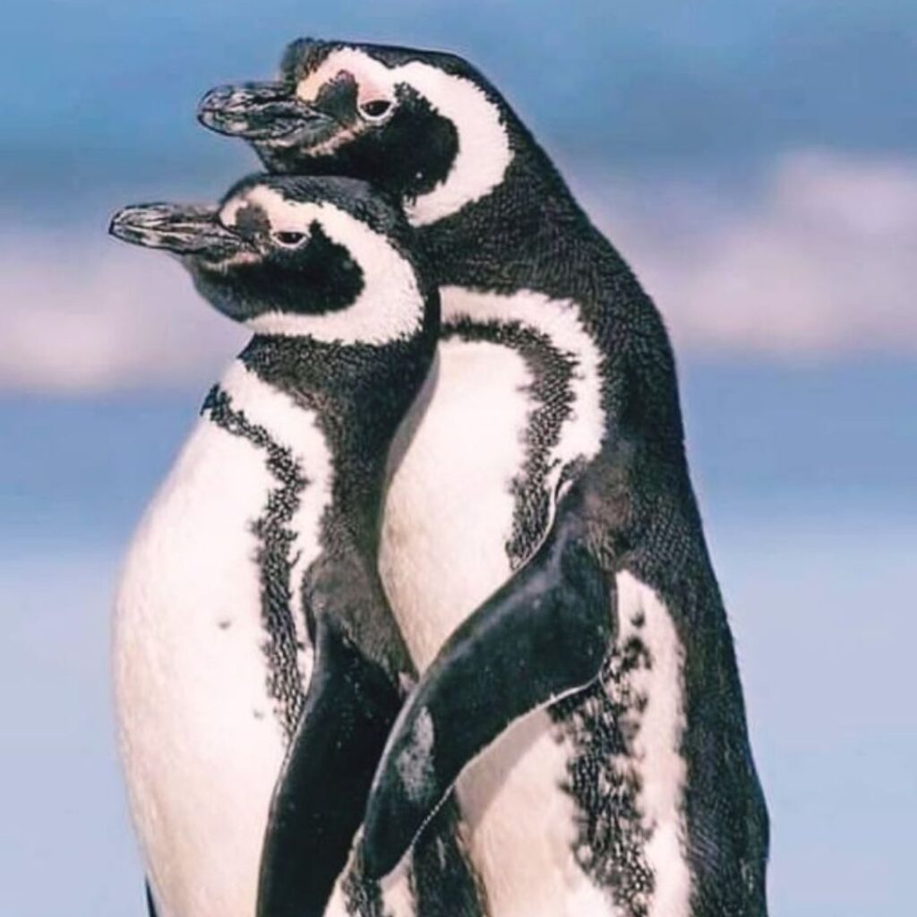 two Humboldt Penguins cuddling