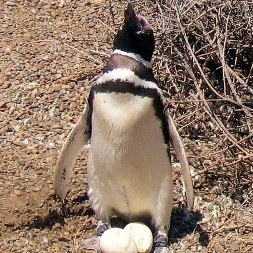 male Magellanic Penguin guarding his eggs