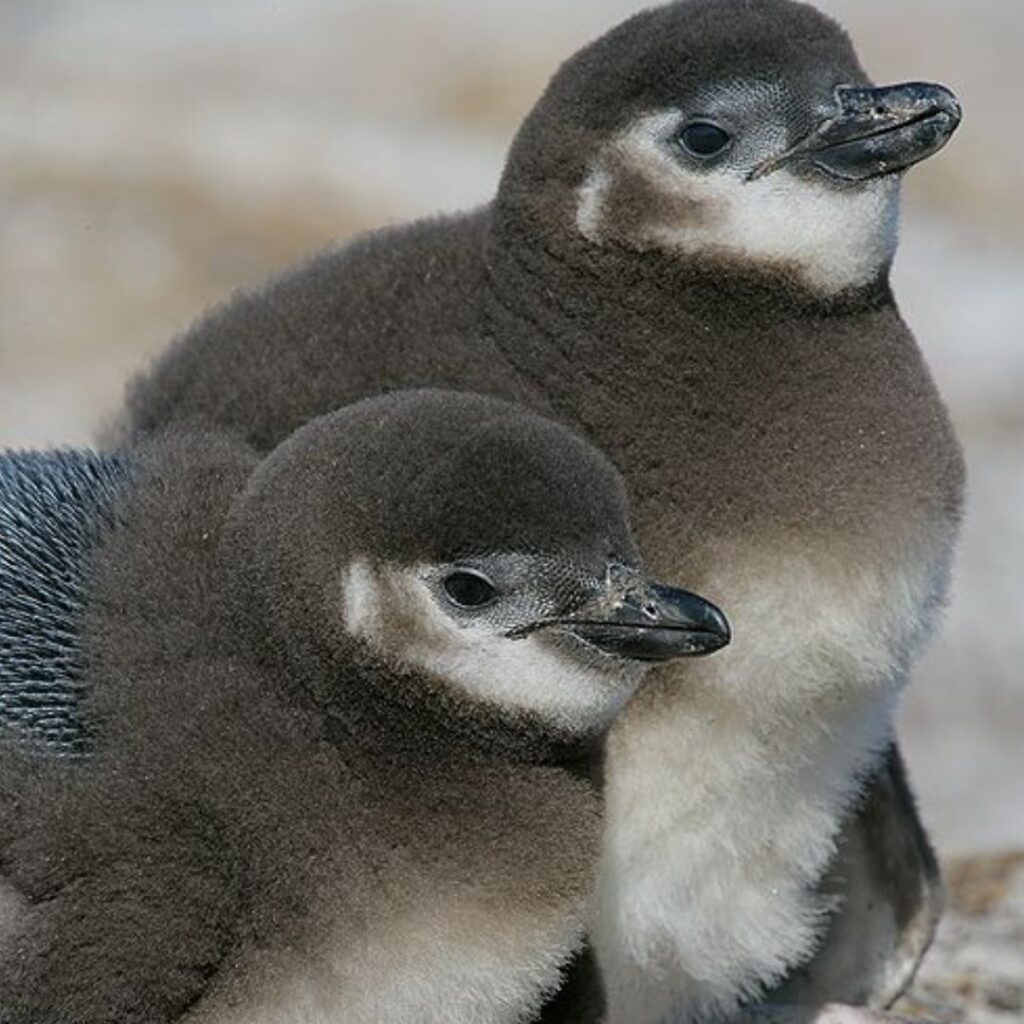 two Magellanic Penguin chicks