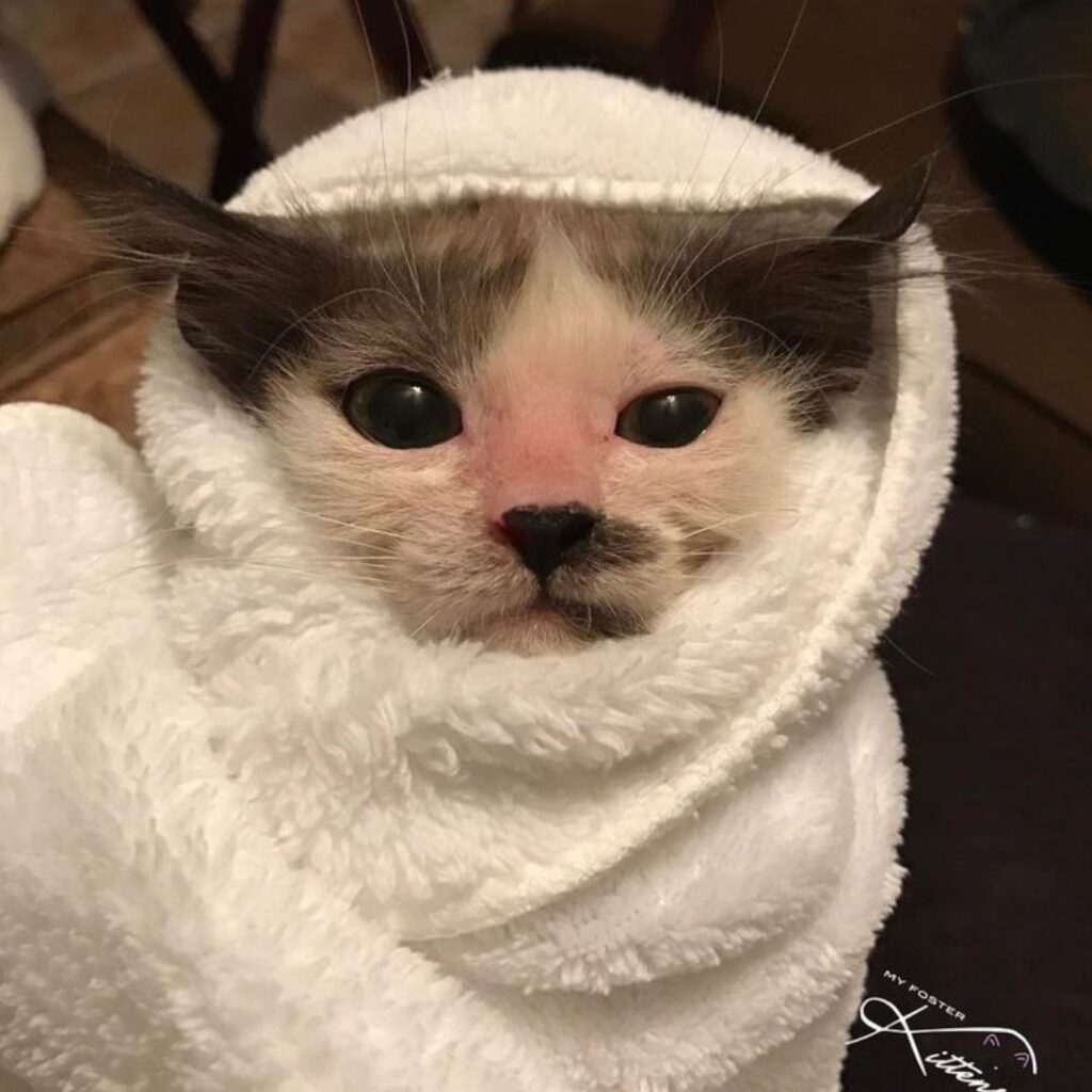 poor kitten with flu