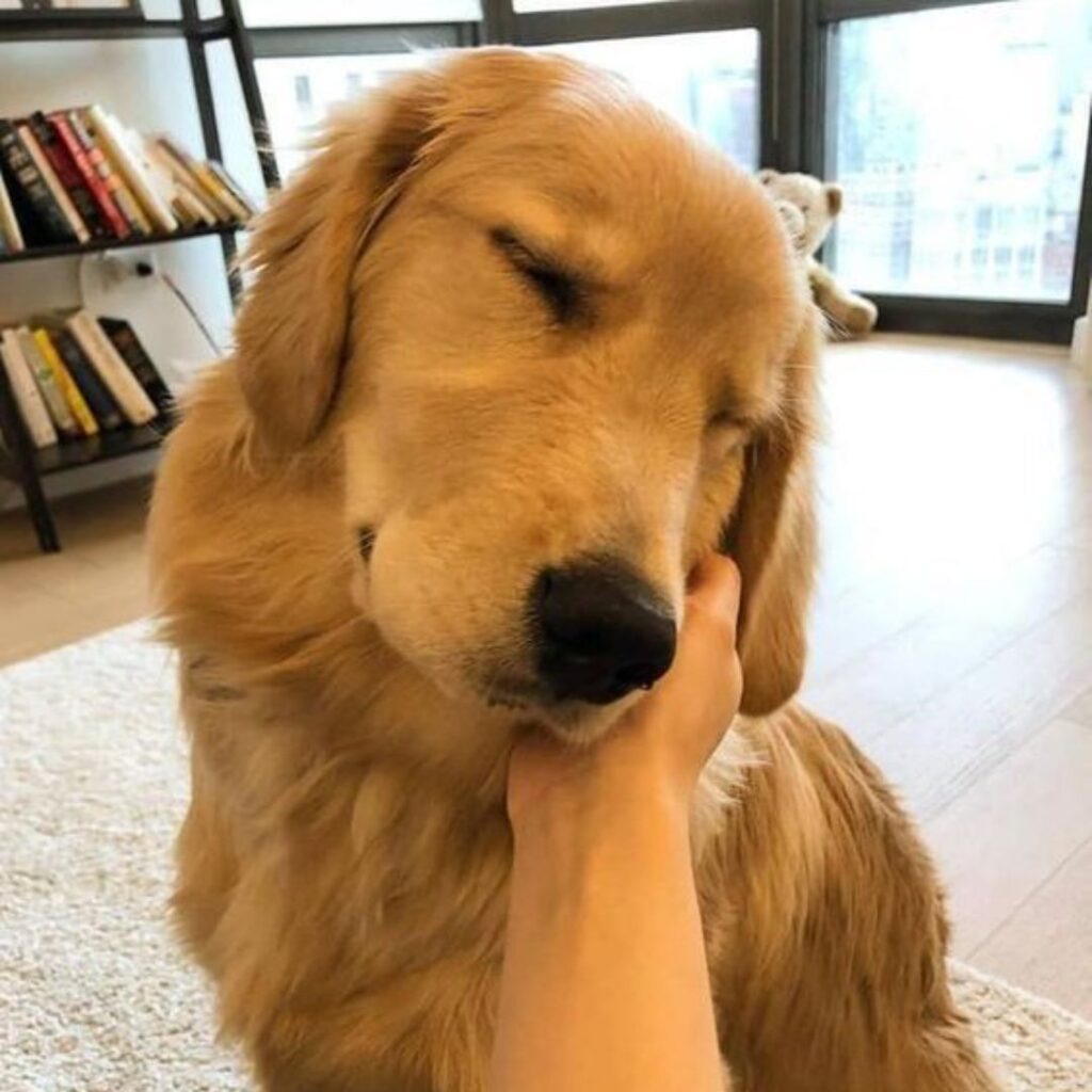 Golden retriever enjoying a gentle chin rub.