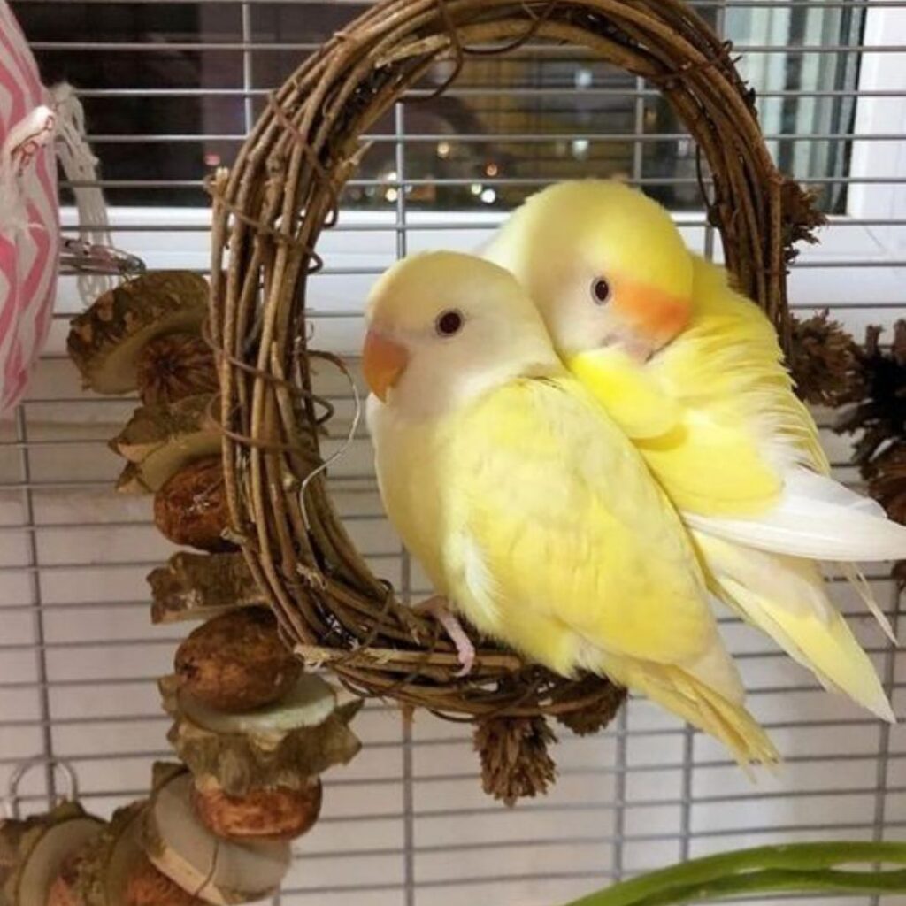 a couple of cute yellow love birds