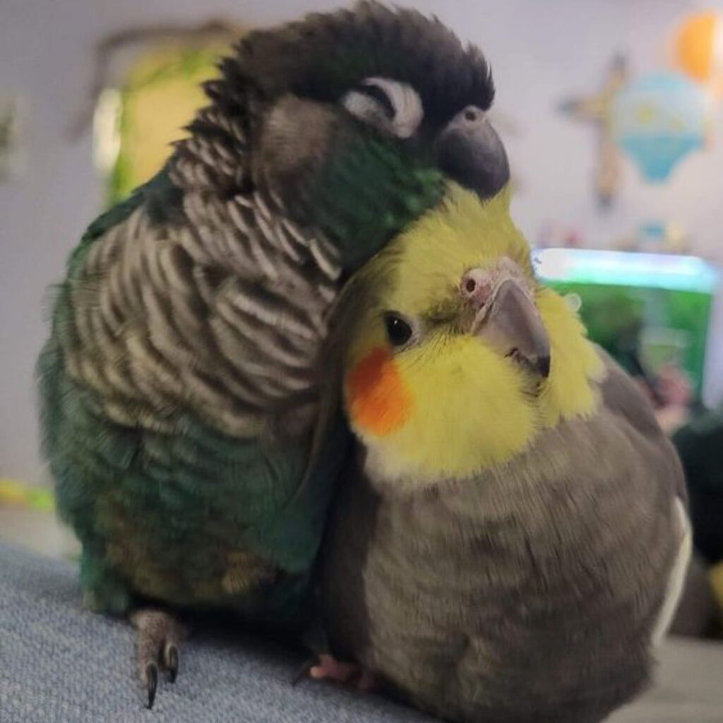 african grey is cuddling with its cockateil buddy