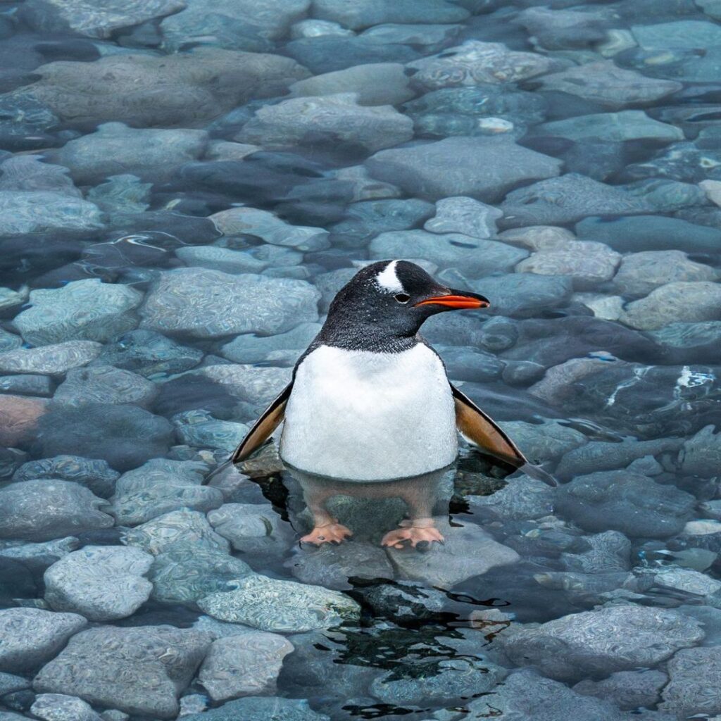 Gentoo Penguin swimming alone