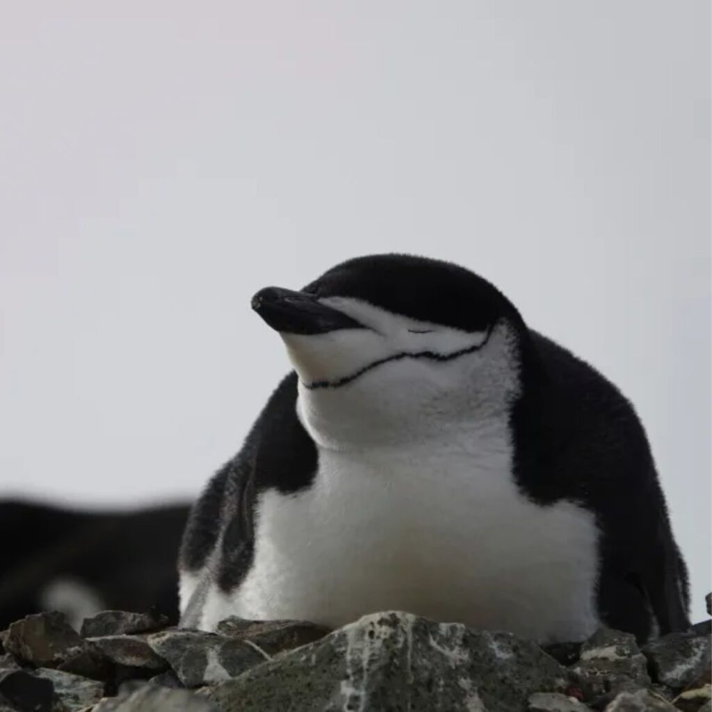 Chinstrap Penguin lying on ground