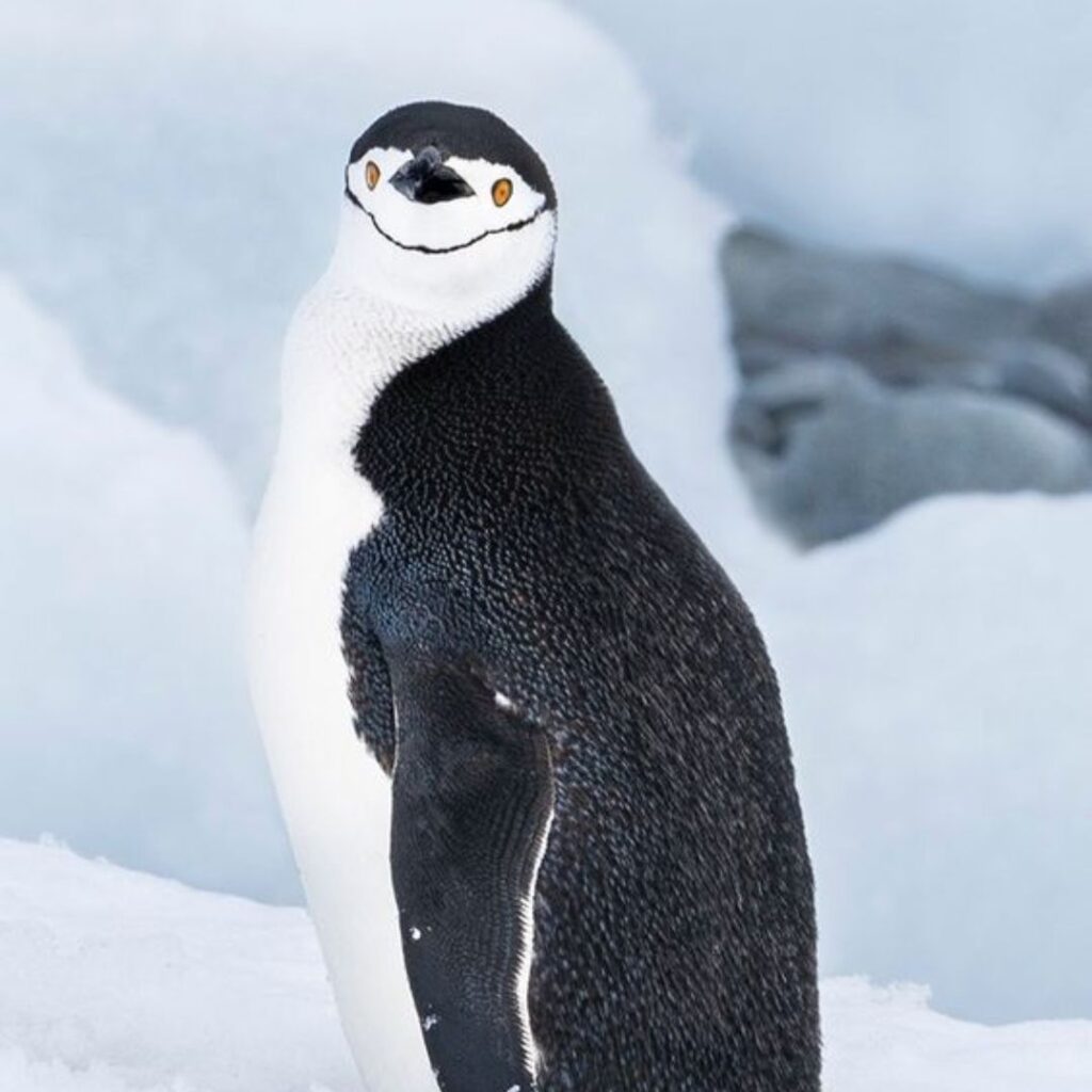 Chinstrap Penguins